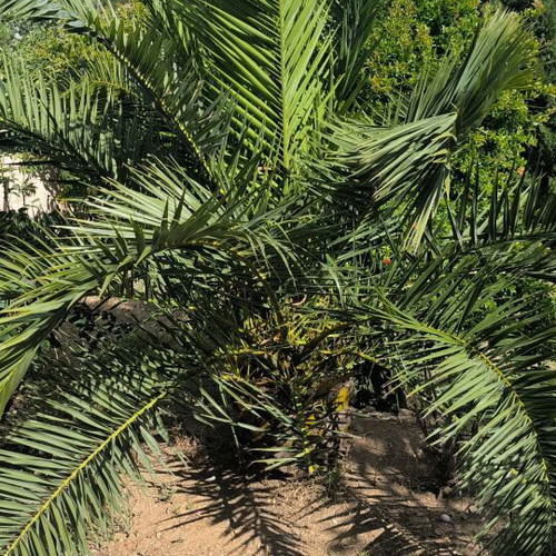 Canary date palms new, set of two