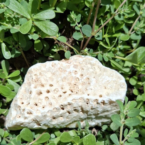 Fossilized coral from northern Evros, new