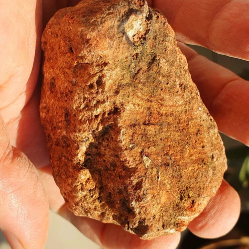 Fossilised wood from Evros, red color, new