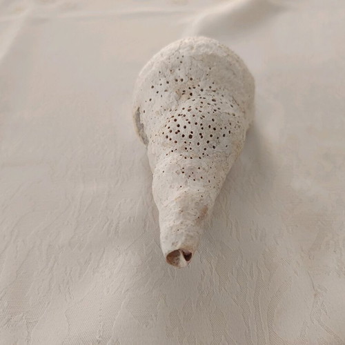 Triton sea shell used, old