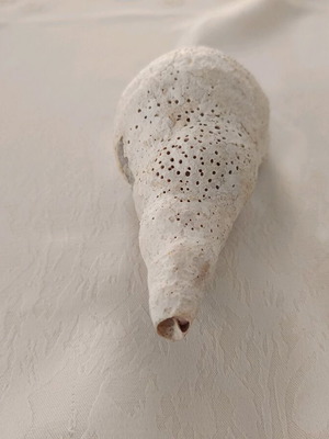 Triton sea shell used, old