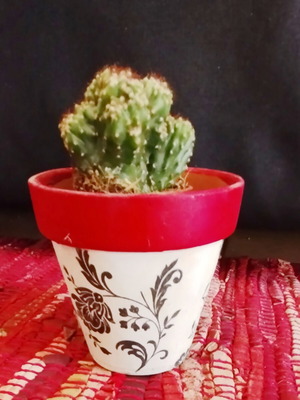 Cactus with pot new, height approx. 8 cm cactus, 12 cm pot