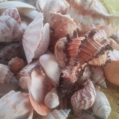 Seashells used, over 100, with seahorse and starfish