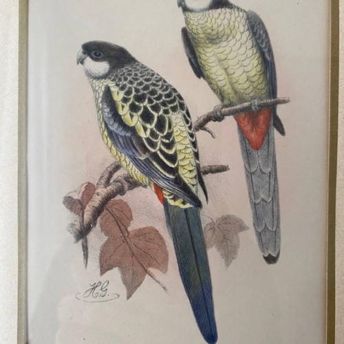 Handmade Brown Parakeet Lithograph 1896 by H. Goodchild like new