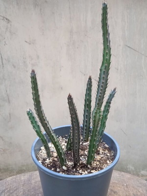 Παχύφυτο Kleinia Stapeliformis σε γλαστράκι φυτωρίου καινούργιο