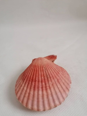 Κοχύλι μεταχειρισμένο natural seashell sealed pink 8cm
