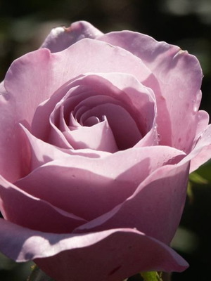 Neptune rose seeds, rare purple lavender fragrance, 25 pcs
