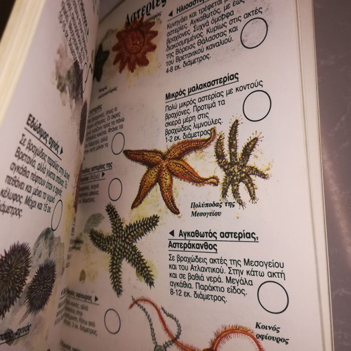 Usborne Observation Guide The Seashore