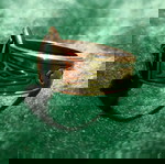Δαχτυλίδι