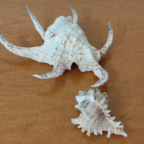 Natural seashells like new, large spider shell and smaller one