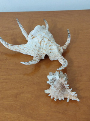 Natural seashells like new, large spider shell and smaller one