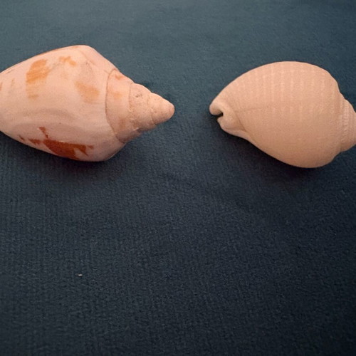 Seashells new, white and white with cinnamon brushstrokes, 3.5 cm and 4 cm