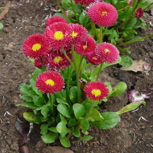 20 Super Enorma Bellis Perennis Daisy Seeds ornamental plant