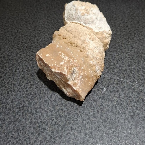 Fossilized Horn Coral with Calcite Crystals like new, 545g