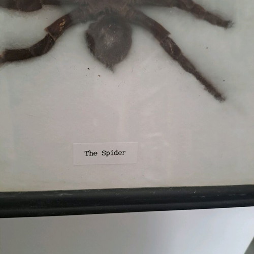 Spider tarantula in black frame with glass 22x22cm like new