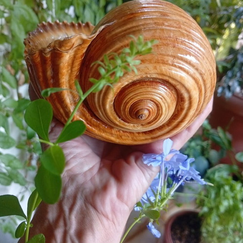 Tonna galea collectible seashell used, 100 years old
