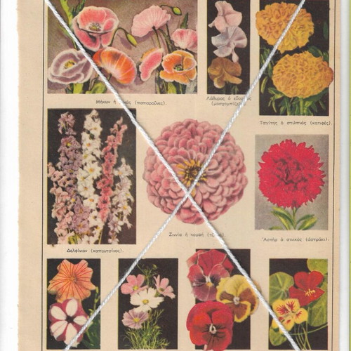 Vintage prints pack of 4 with tulip varieties and other flowers, like new
