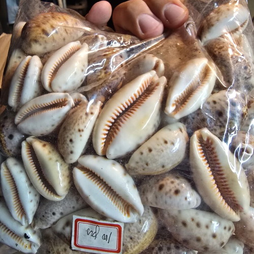 Natural Cypraea Lynx Seashells, pack for crafts and decoration