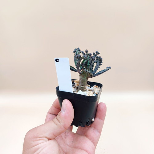 Mother of Thousands 5 mini pots new, nature touches