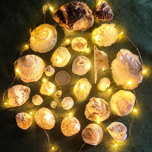 Anomiidae shells collection new, pack of 26 for decoration and crafts