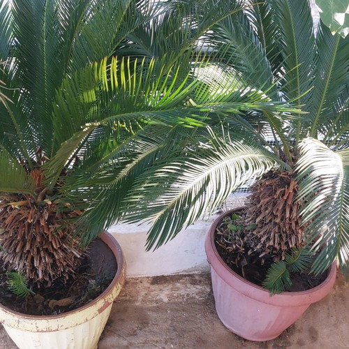 Tsikas plants used, set of 2, 15 years old