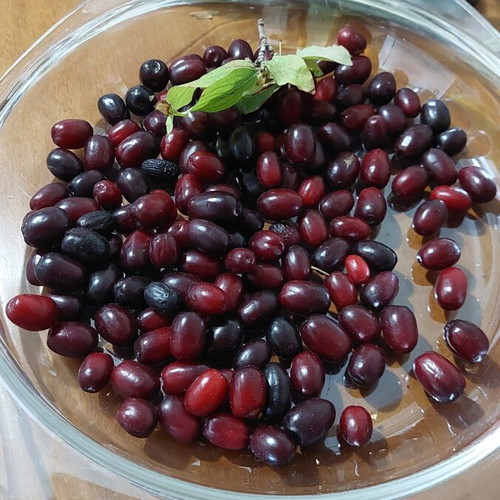 Cornelian cherries fresh from Mount Voras, superfood for liqueur making