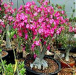  Σπορος Τριανταφυλλο Της Ερημου ( Adenium Obbesum)