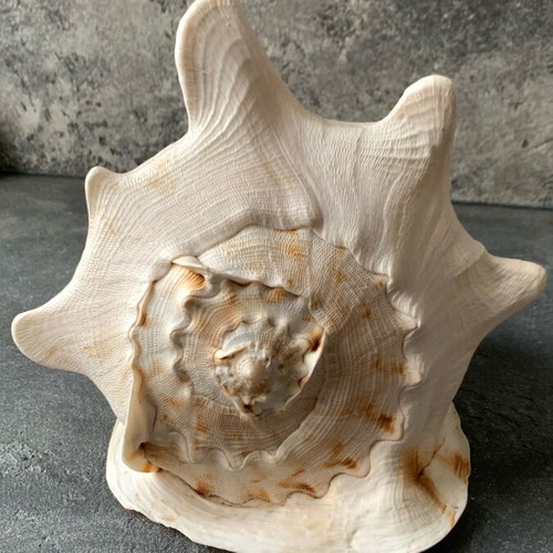 Large shell used