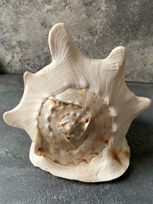 Large shell used