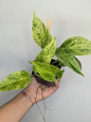 Φυτό Epipremnum Marble Queen