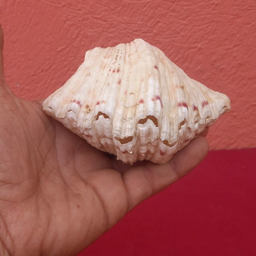 Clam shell pair, 8×12 cm