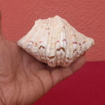 Clam shell pair, 8×12 cm
