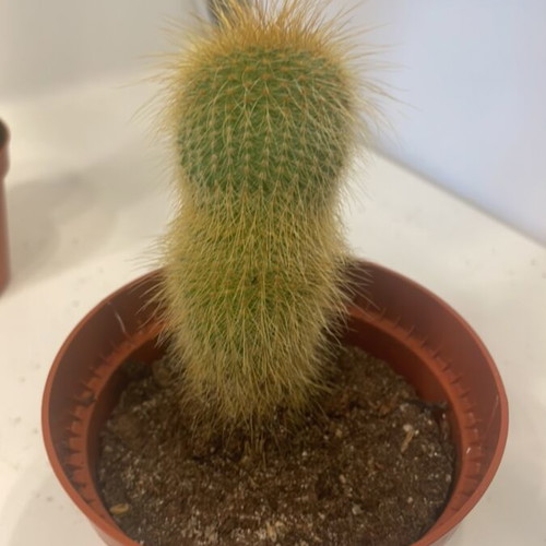 Cleistocactus cactus 9cm height new