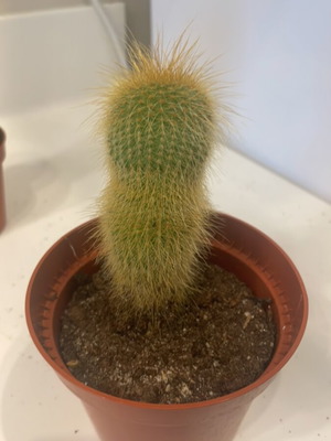 Κάκτος Cleistocactus 9εκ ύψος καινούργιο