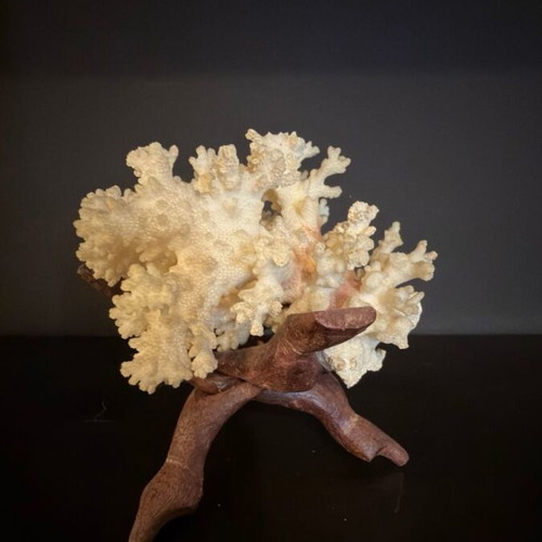 Natural White Coral on Wooden Base collectible sea decoration like new