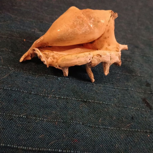 Κοχύλι Lambis truncata σαν καινούργιο