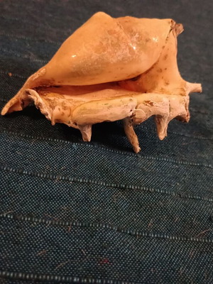 Κοχύλι Lambis truncata σαν καινούργιο