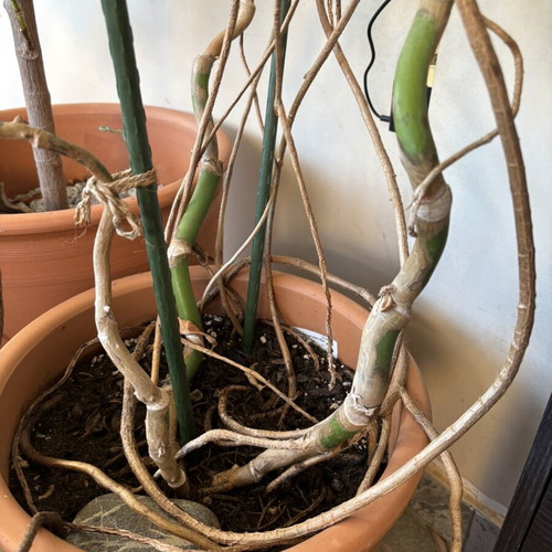 Large Monstera Deliciosa with pot like new