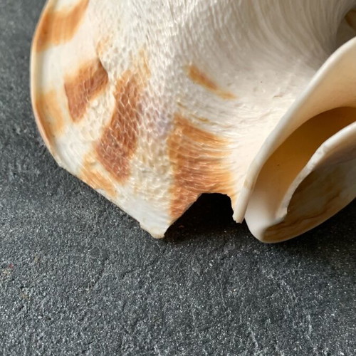 Large shell used