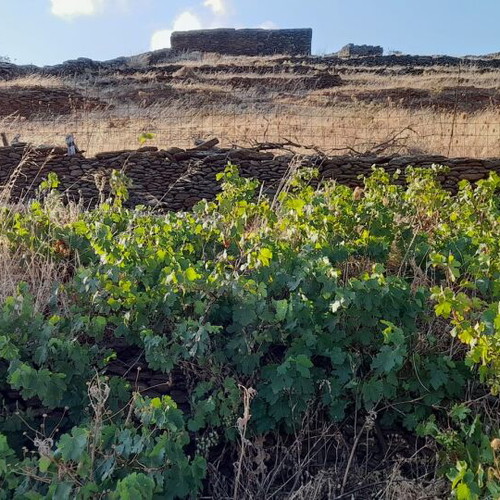 Plot in Ktikados village 2022 m² with old stone farmhouse and five stone stables