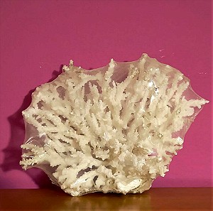 Φυσικό Λευκό Κοράλλι