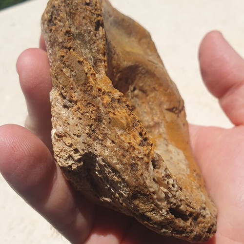 Fossilized Oyster Ostrea soap dish new