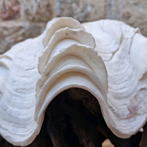 Κοχύλι Γιγάντια Αχιβάδα Σαν Καινούργιο (Tridacna Squamosa)