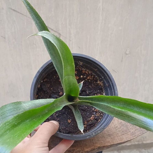 Bilbergia Nutans tropical plant new with pink flowers
