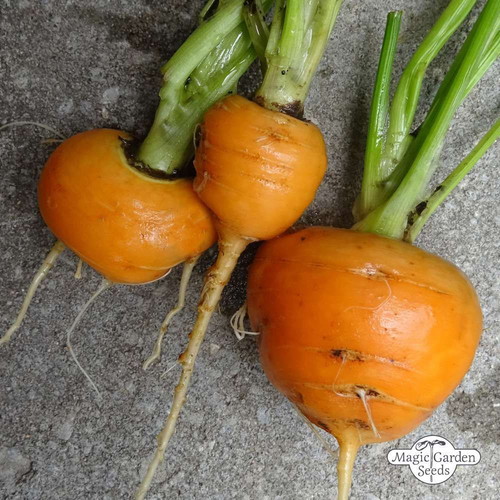 Parisian Round Carrot Seeds Daucus Carota, pack of 25