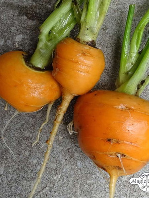 Parisian Round Carrot Seeds Daucus Carota, pack of 25