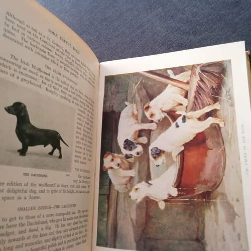 Pets and How to Keep Them book used