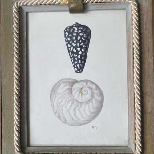 Conus marmoreus and Nautilus watercolor artwork like new in frame