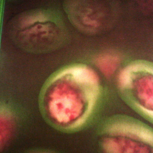 Science Library The Cell new