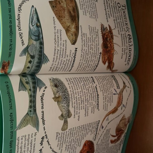 Metamfiesmena Zoa children's book